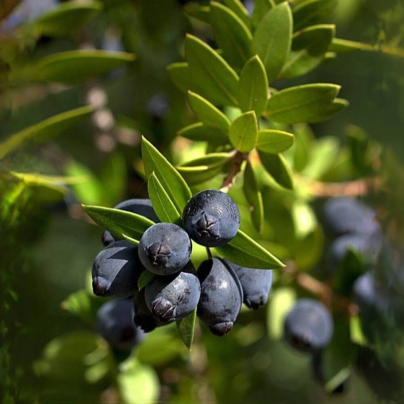 “Sindia” myrtle liqueur